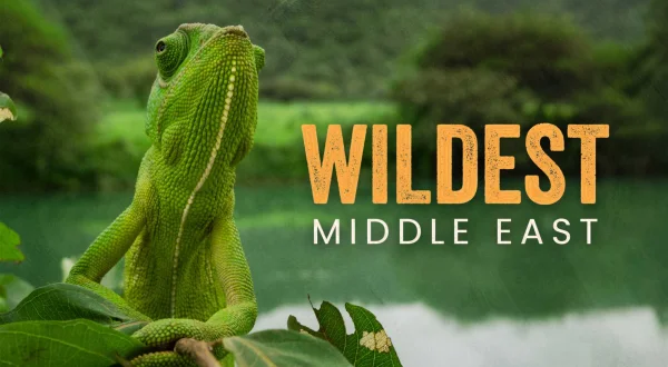 Η Άγρια Φύση Της Μέσης Ανατολής | Wildest Middle East