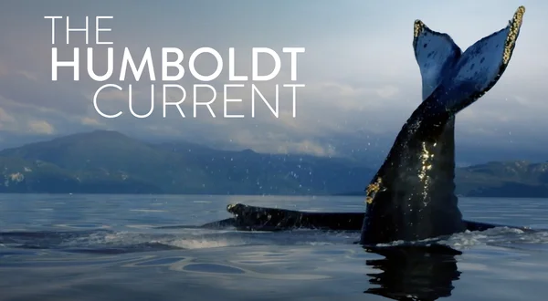 The Humboldt Current