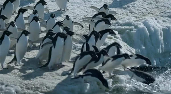 Antártida, desafío polar | Presencia humana