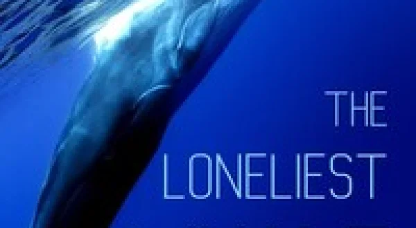 The Loneliest Whale