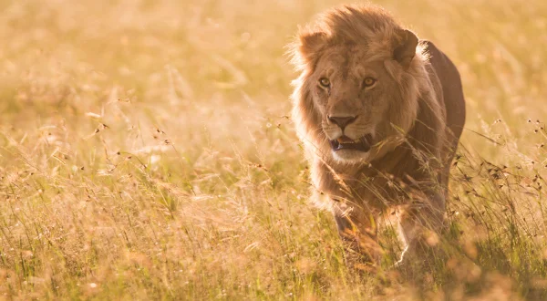 Η Ακμή και η Παρακμή της Αγέλης Μαρς | The Rise and Fall of the Marsh Pride