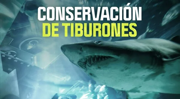 Conservación de tiburones