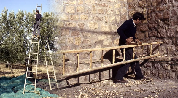 Escalera artesanal para recoger las olivas. Elaboración a mano en 1994 con madera de chopo