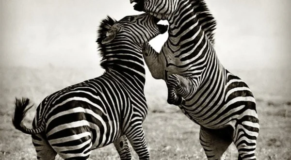 Animal Fight Club