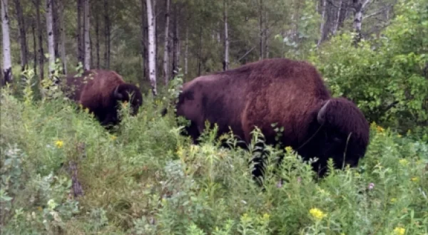 Les Parcs Nationaux Canadiens