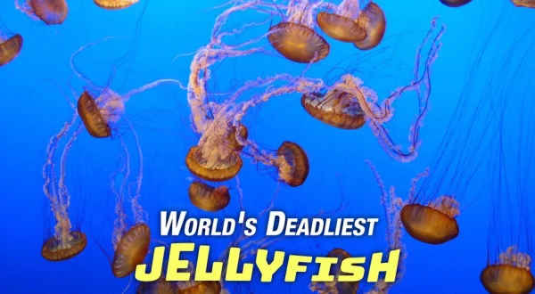 World's Deadliest Jellyfish