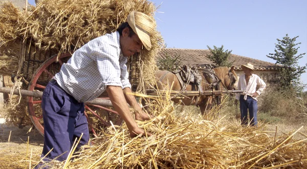Siega, trilla y transporte tradicional de la paja y del grano. Recuerdos agrícolas de antaño