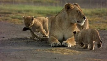 Killer Safari: Kampf der Großkatzen
