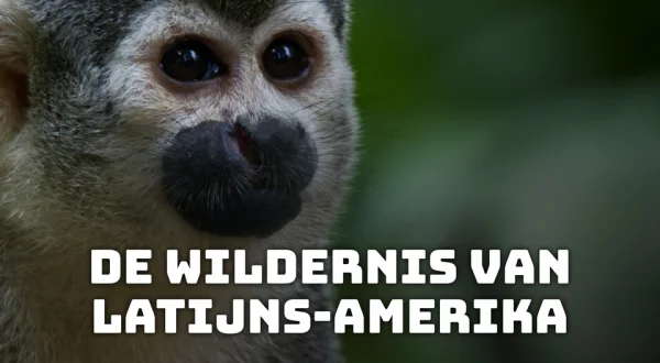 De wildernis van Latijns-Amerika