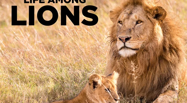 Life Among Lions