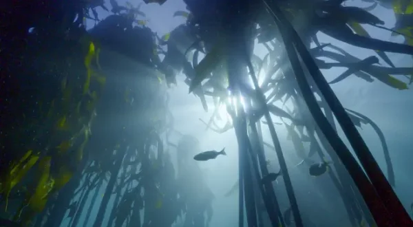 Secrets of the Enchanted Forests