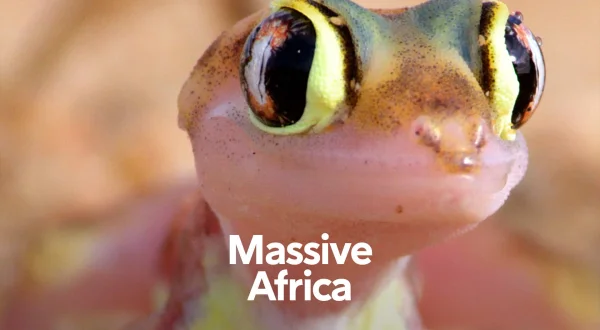 Spektakulære Afrika