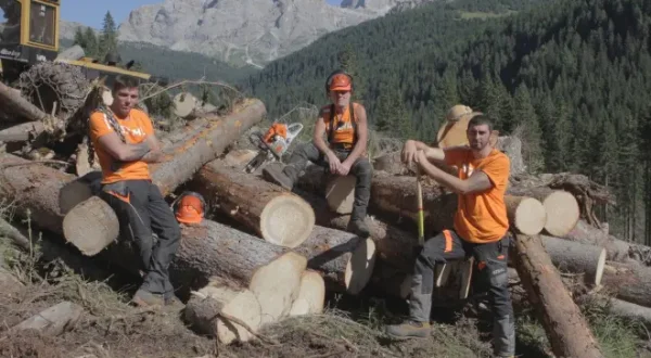 Undercut: L'oro di legno