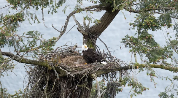 Islands: Die wilden Labore der Natur