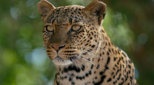 Μασάτου: Η Γη της Λεοπάρδαλης | Mashatu: Land of Leopards
