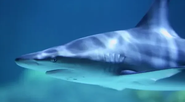 Aquamen