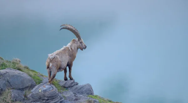 Naturerbe Österreich