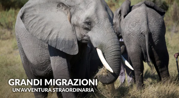 Grandi migrazioni: Un'avventura straordinaria