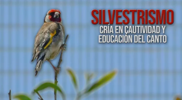 Silvestrismo cría en cautividad y educación del canto