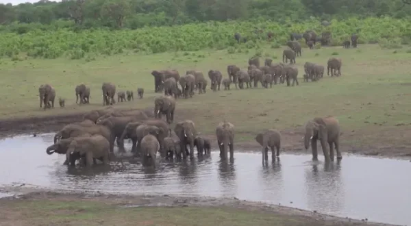 La nostra Africa: Professionisti della natura