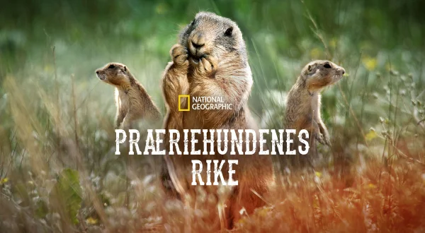 Præriehundenes rike
