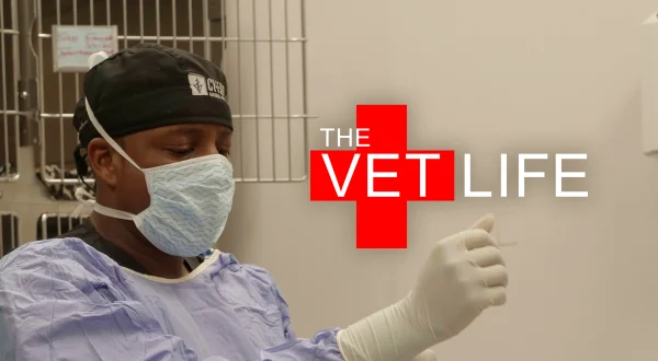 The Vet Life