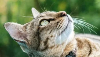 Gatos famosos y otras curiosidades