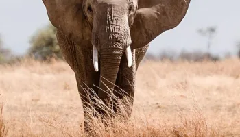 Paul O'Grady : l'aventure des grands éléphants