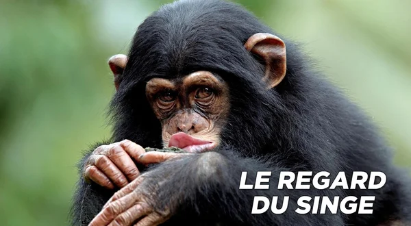 Le regard du singe