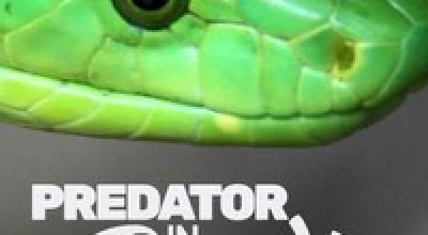 Predator in Paradise