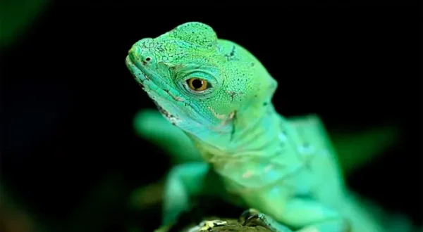 Come fanno gli animali