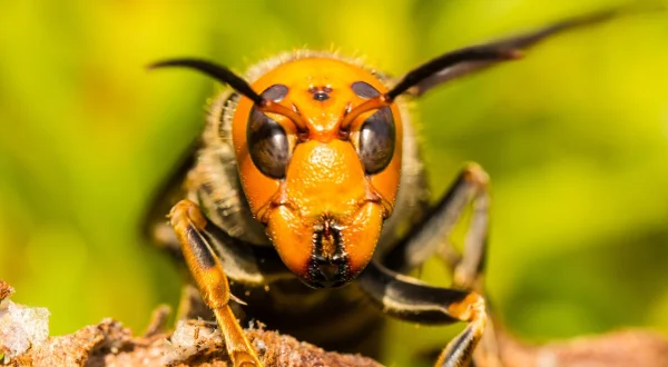 Asia's Killer Hornets