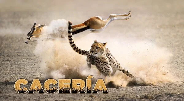 Cacería