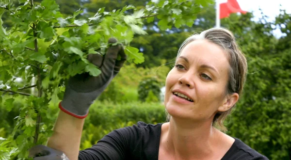 Vilde haver - gør det selv: Sådan planter du træer