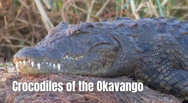 Crocodiles of the Okavango