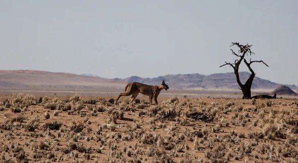 Ataques felinos