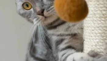 La relación entre gatos y perros