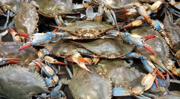Le crabe bleu, chronique d'une invasion