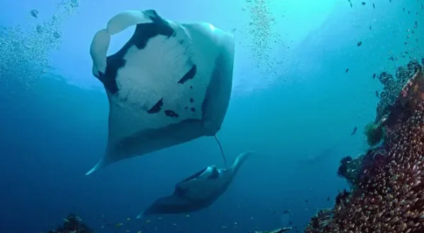 Destination Wild : Hawaï à l'état sauvage