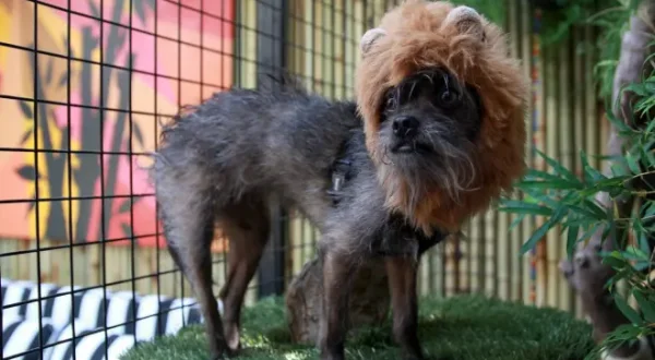 Pet Palace - Hausträume für Haustiere