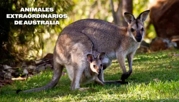 Animales extraordinarios de Australia