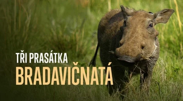 Tři prasátka bradavičnatá