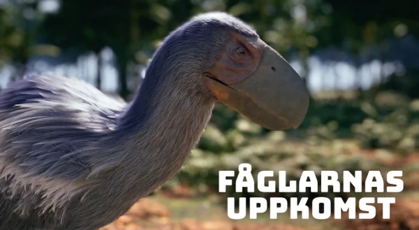 Fåglarnas uppkomst