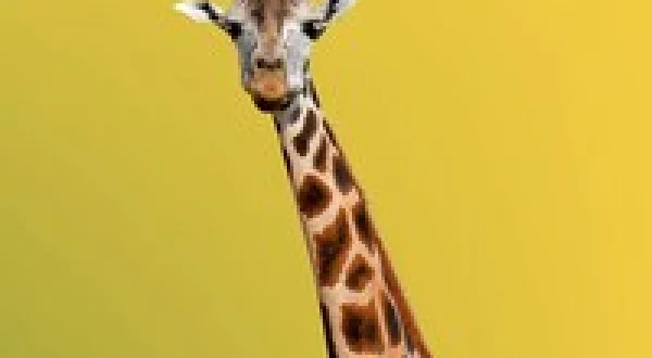Secrets of the Zoo