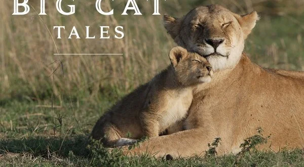 Big Cat Tales