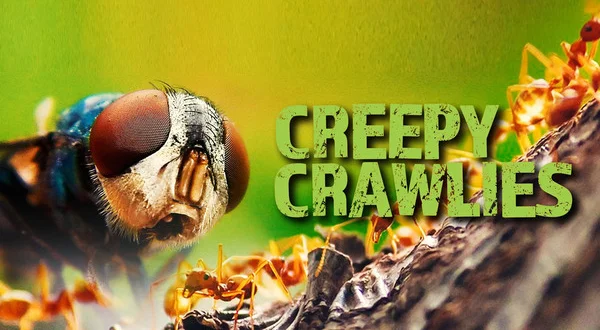Creepy Crawlies