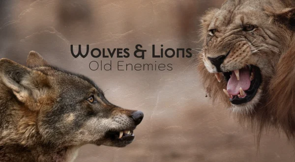 Wolves \u0026 Lions: Old Enemies