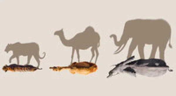 Mammals
