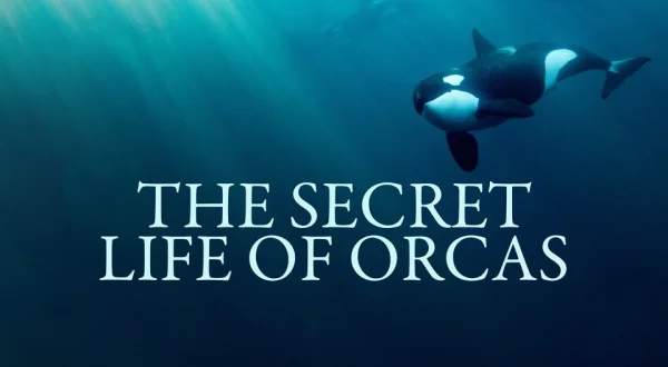 The Secret Life of Orcas