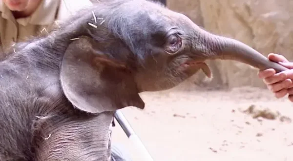 Elefant, Tiger & Co